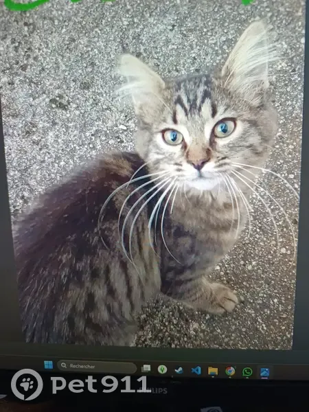 Chat perdu Saran, collier bleu, mâle castré - photo