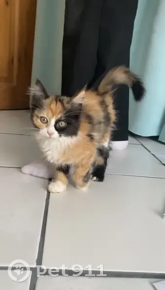 Chaton tricolore femelle trouvé à Bassens - photo