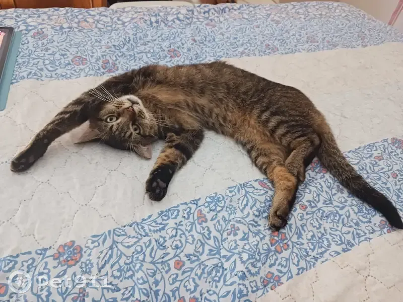 Chat mâle stérilisé perdu à Vendeville - photo