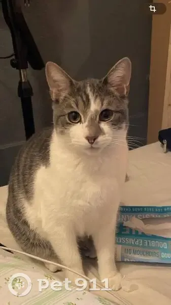 Chat européen blanc/gris perdu à Dijon - photo