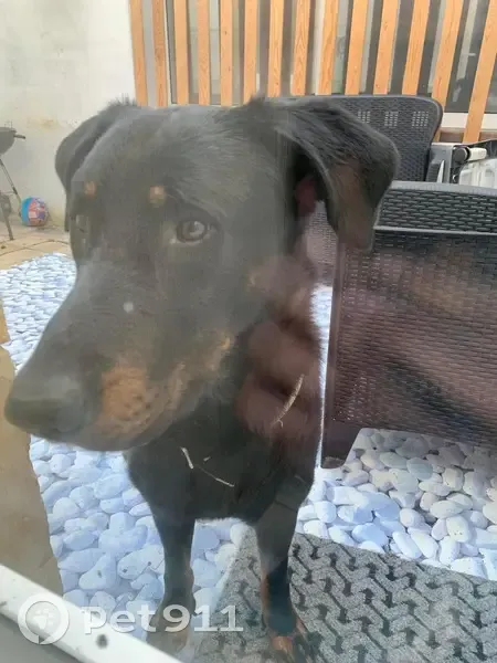 Chien trouvé obéissant à Mirambeau - photo