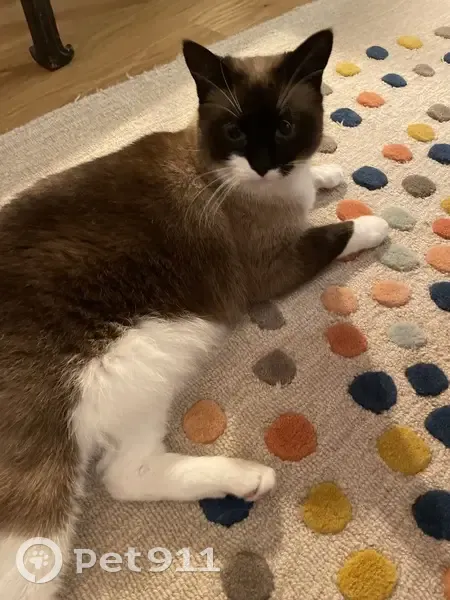 Chat perdu à Lille, secteur Vieux Lille - photo