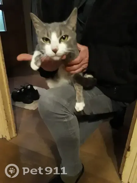 Petite chatte grise et blanche trouvée - photo