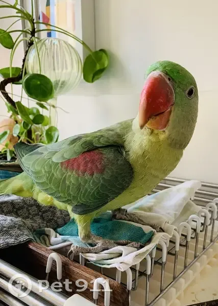 Perroquet trouvé à Nice, Av Clémenceau - photo
