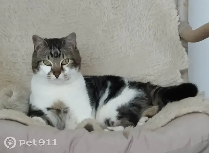 Chat mâle tigré blanc gris perdu à Lille - photo