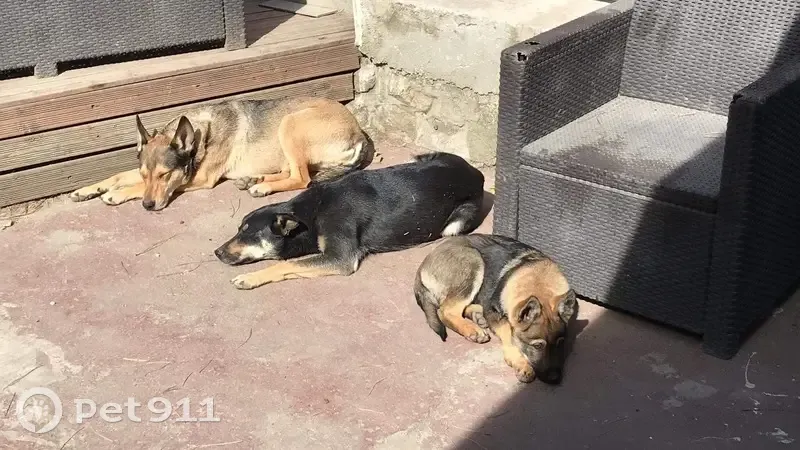 Deux chiennes disparues à Serves-sur-Rhône - photo