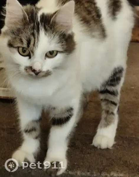Chatte gestante trouvée, Dreux, rue A. Faucher - photo