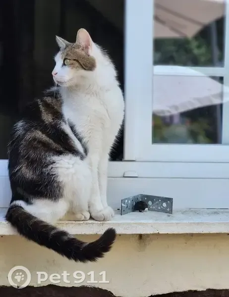 Chat Européen marbré/blanc perdu à Tourville - photo