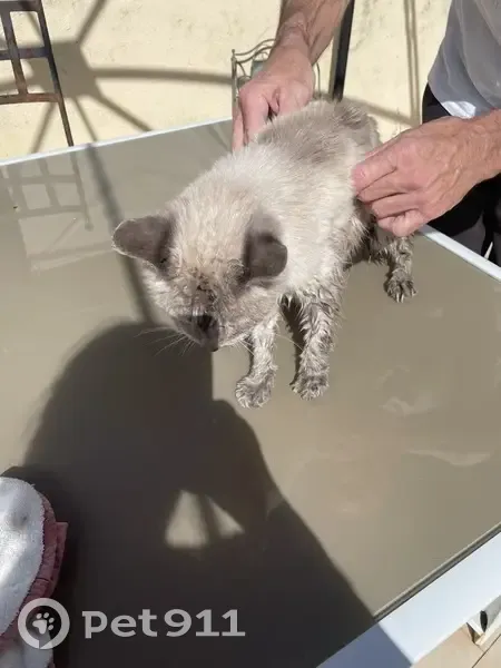 Chat siamois sourd trouvé à Peille - photo