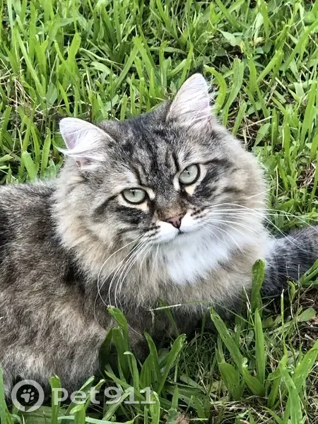 Chatte tigrée disparue - Tania, L'Haÿ-les-Roses - photo