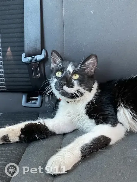 Petit chat trouvé rue Clovis à Reims - photo