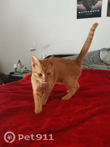 Chat castré non pucé trouvé, Toulouse - photo