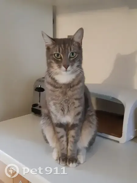 Chat gris tigré perdu à Grabels - photo
