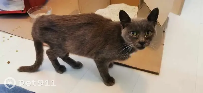 Chat mâle gris trouvé, maigre, Flers - photo