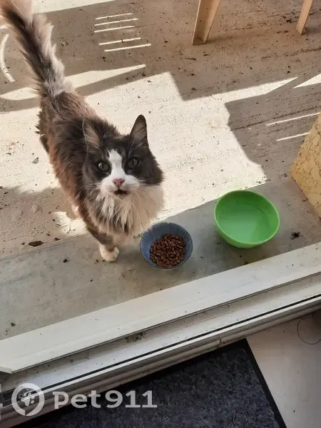 Chat gris/blanc trouvé, poils longs, abcès oreille - photo