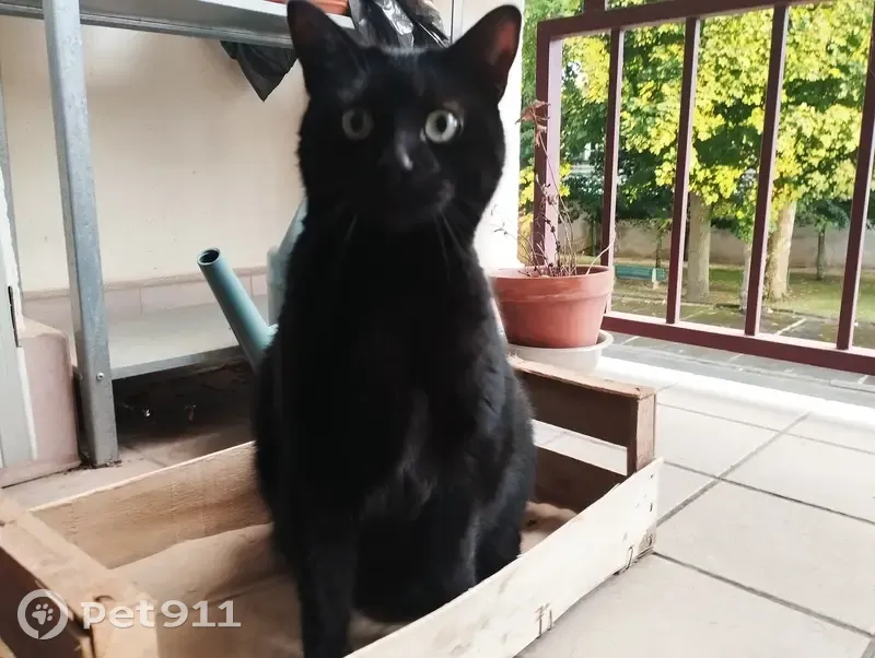 Chat perdu à Toulon : pelage noir, yeux verts - photo