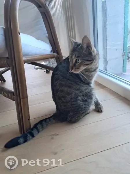 Chat trouvé à Royan, plage Boulevard Garnier - photo