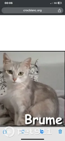 Chatte pucée disparue à Morancé - photo