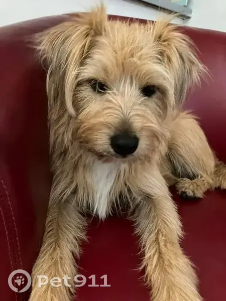 Chien croisé roux perdu à Cherves-Châtelars - photo