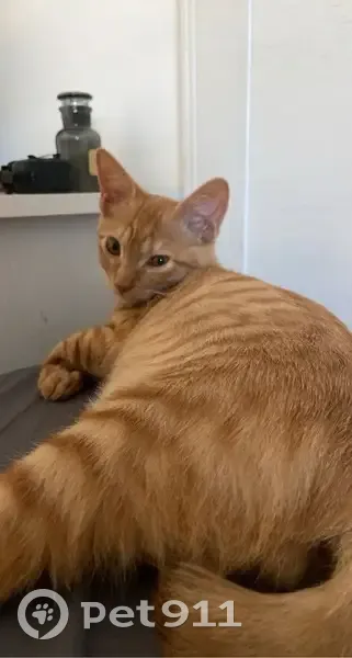 Chat perdu : Gio, 2 ans, Avenue André, Toulon - photo