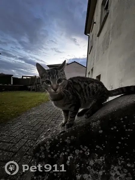 Jeune chat tigré trouvé à Guessling-Hémering - photo