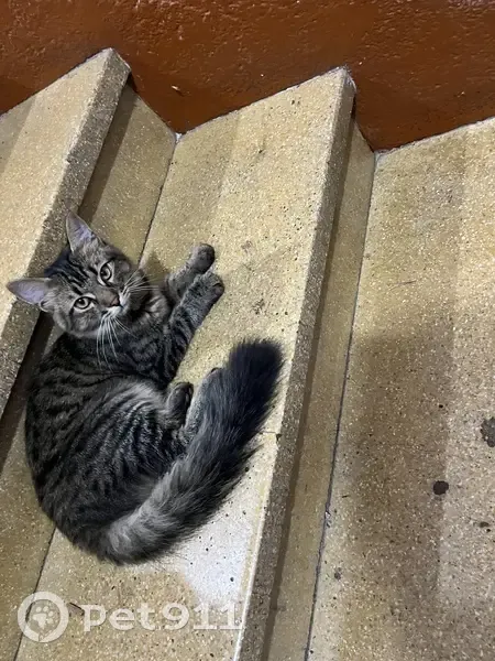 Chaton tigré gris trouvé Rue Boisselot - photo