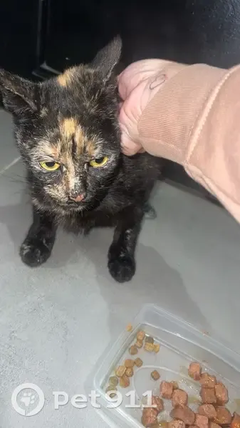Chat amaigri et câlin trouvé à Gray - photo
