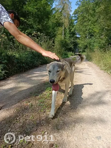 Chien Perdu: Stitch, mâle gris et blanc - photo