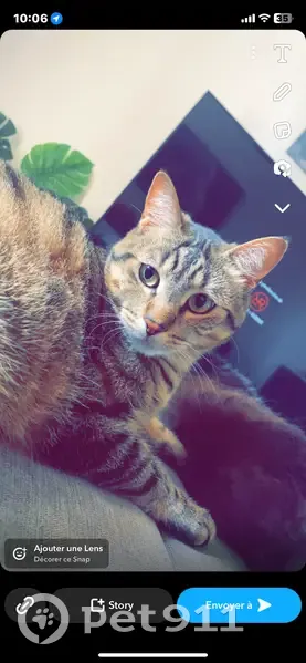 Chat européen tigré perdu, Le Pouliguen - photo