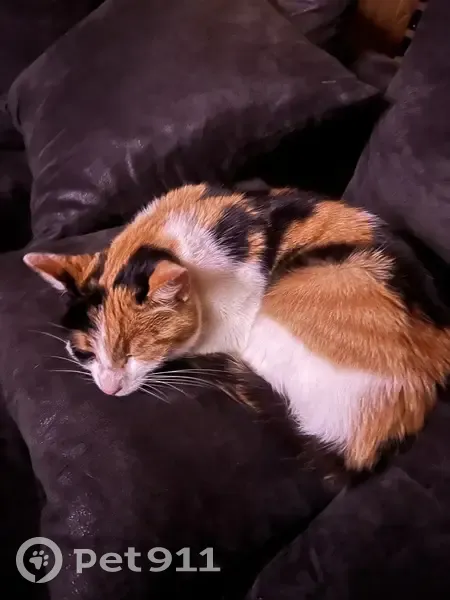 Chatte tricolore jeune trouvée à Loray - photo