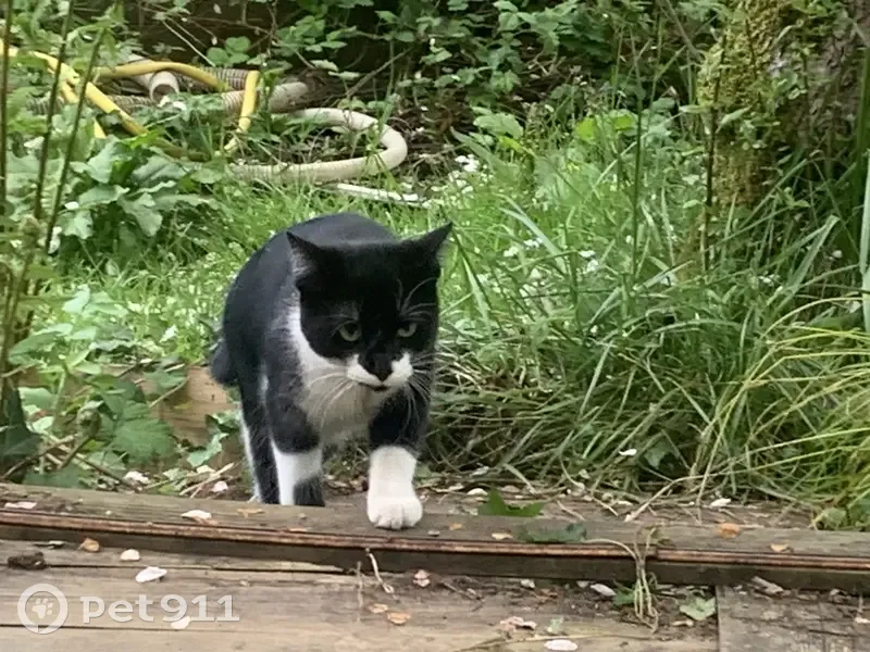 Chatte noire et blanche disparue à Putanges - photo