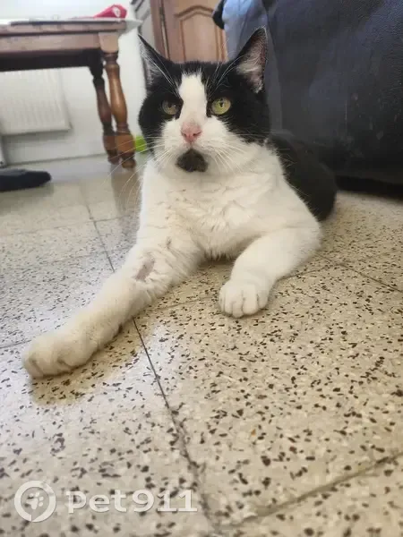 Chatte noire et blanche aperçue à Lille - photo