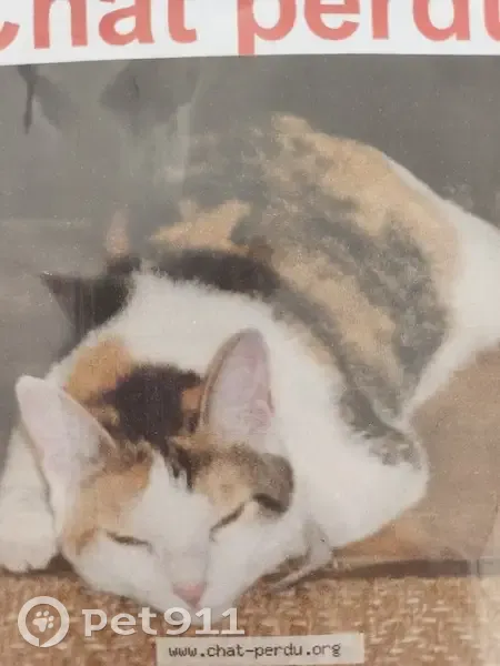 Chatte âgée disparue à Bernadets - photo