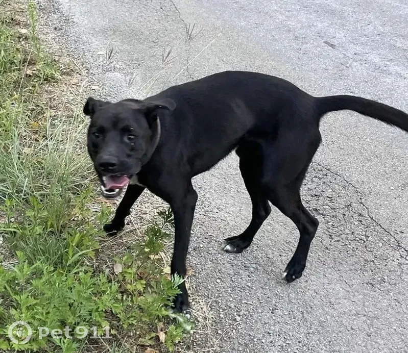 Chien trouvé à Molières-sur-Cèze - photo