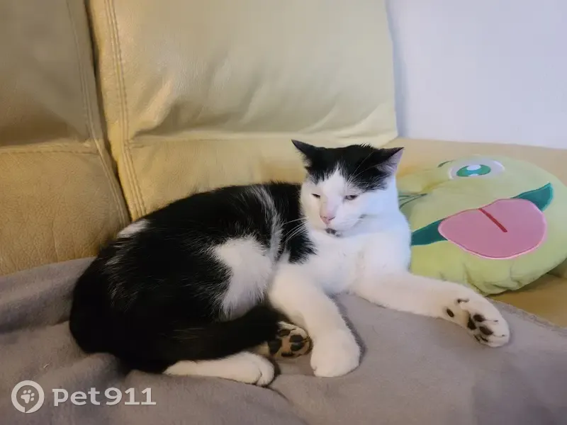 Chat mâle castré trouvé à Malvalette - photo