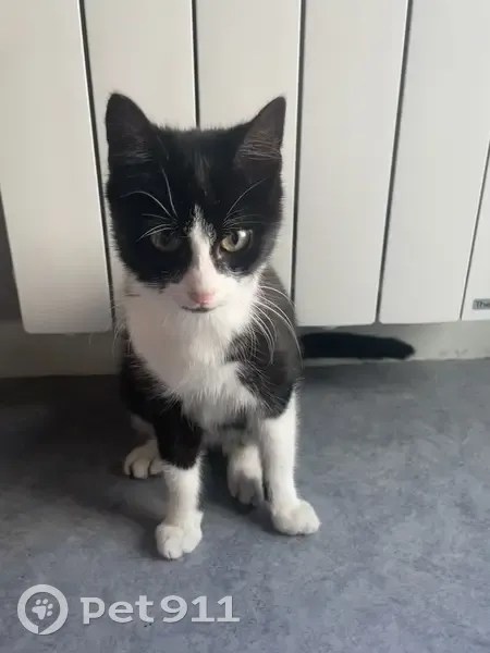 Chaton Noir et Blanc Trouvé à Liffré - photo