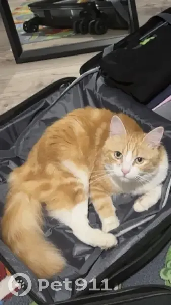 Chat roux et blanc perdu à Boulbon - photo