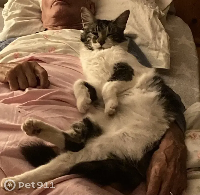 Chat noir et blanc perdu à Puylaurens - photo