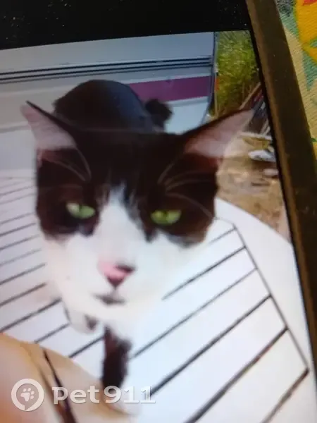 Chat perdu à Roquebrune-sur-Argens - photo