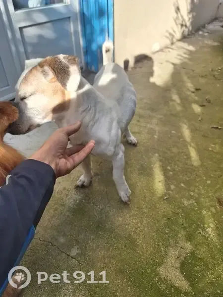 Jack Russell trouvé, sécurisé à Châtellerault - photo