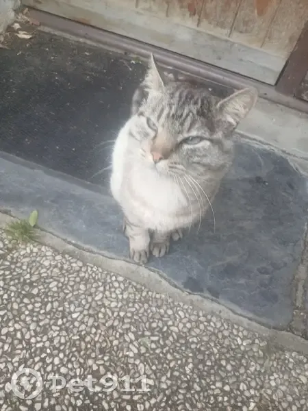 Chat trouvé, boîte, yeux bleus - Cholet - photo