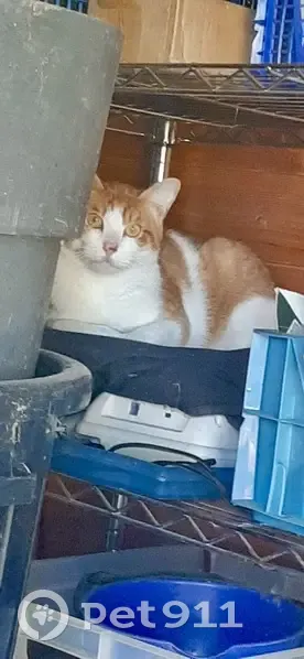 Chat blanc et roux trouvé, Rue Eugène Jacquet - photo