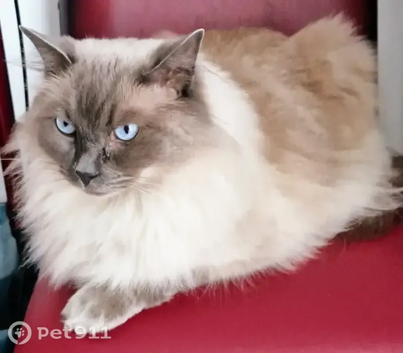 Chat Ragdoll perdu à Pacé, Rue Planche Fagline - photo