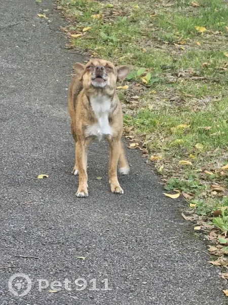 Chien errant gentil cherche nourriture Couzeix - photo