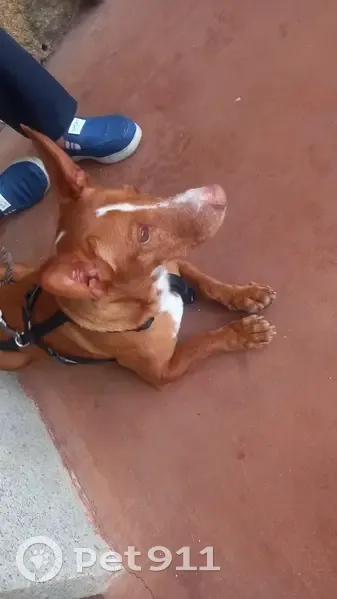 Chien Podenco marron perdu à Pont-l'Abbé - photo