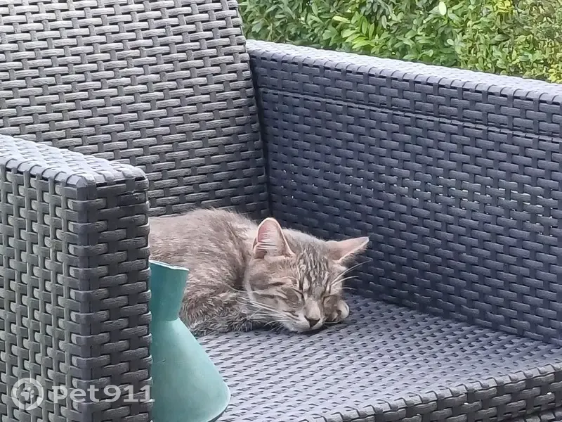 Chat gris tigré de 8 mois perdu à Chambrecy - photo
