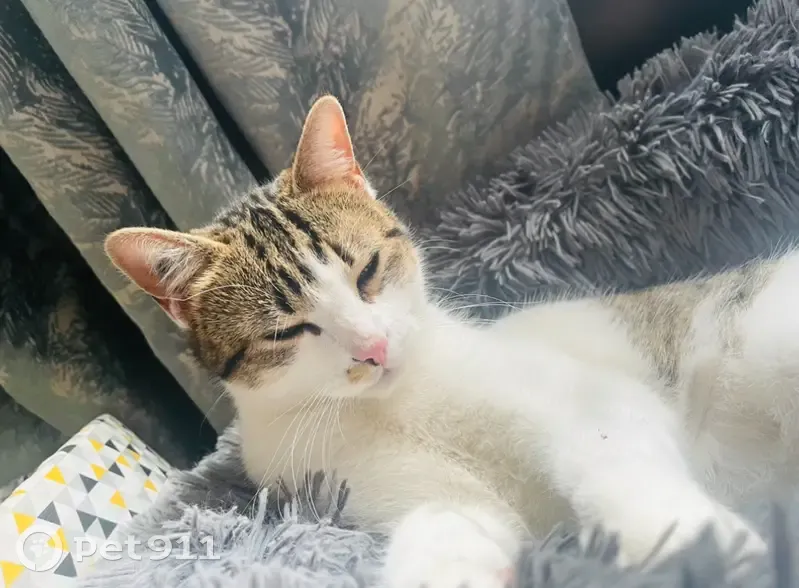 Chat disparu depuis vendredi soir à Cherisy - photo