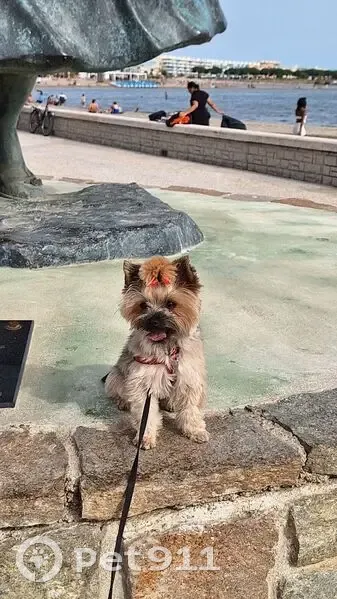 Chien York Toys perdu près de la salle des fêtes - photo