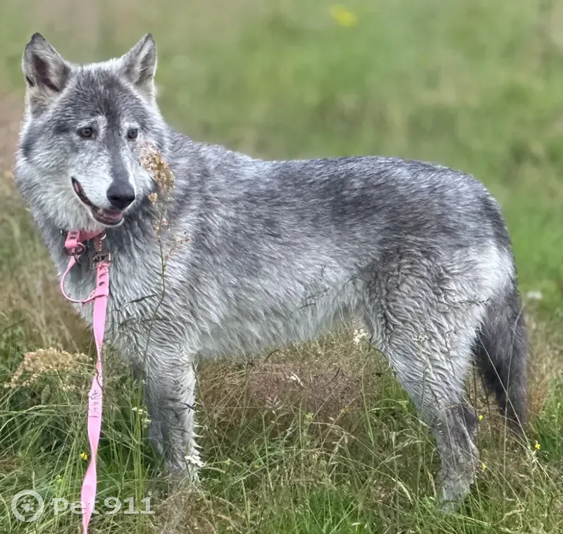 Chienne loup grise perdue, craintive, Colomiers - photo