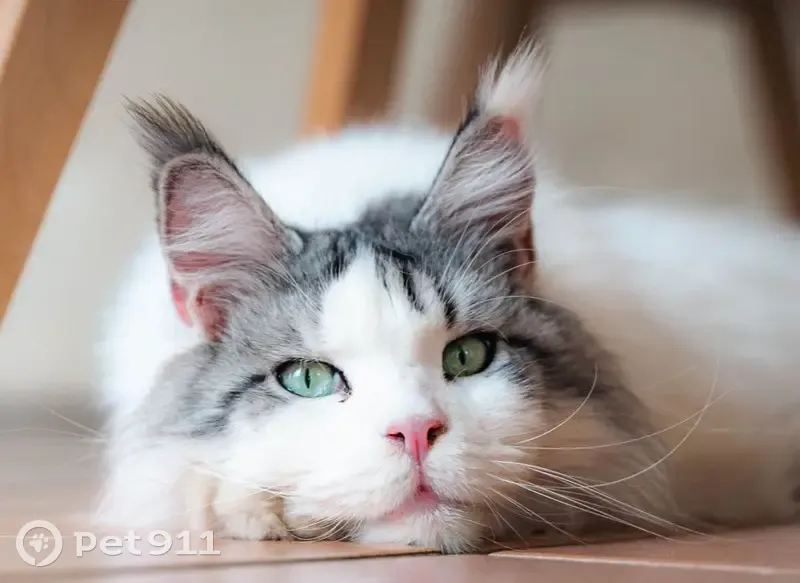 Chat Maine Coon blanc sourd perdu à Cournonsec - photo